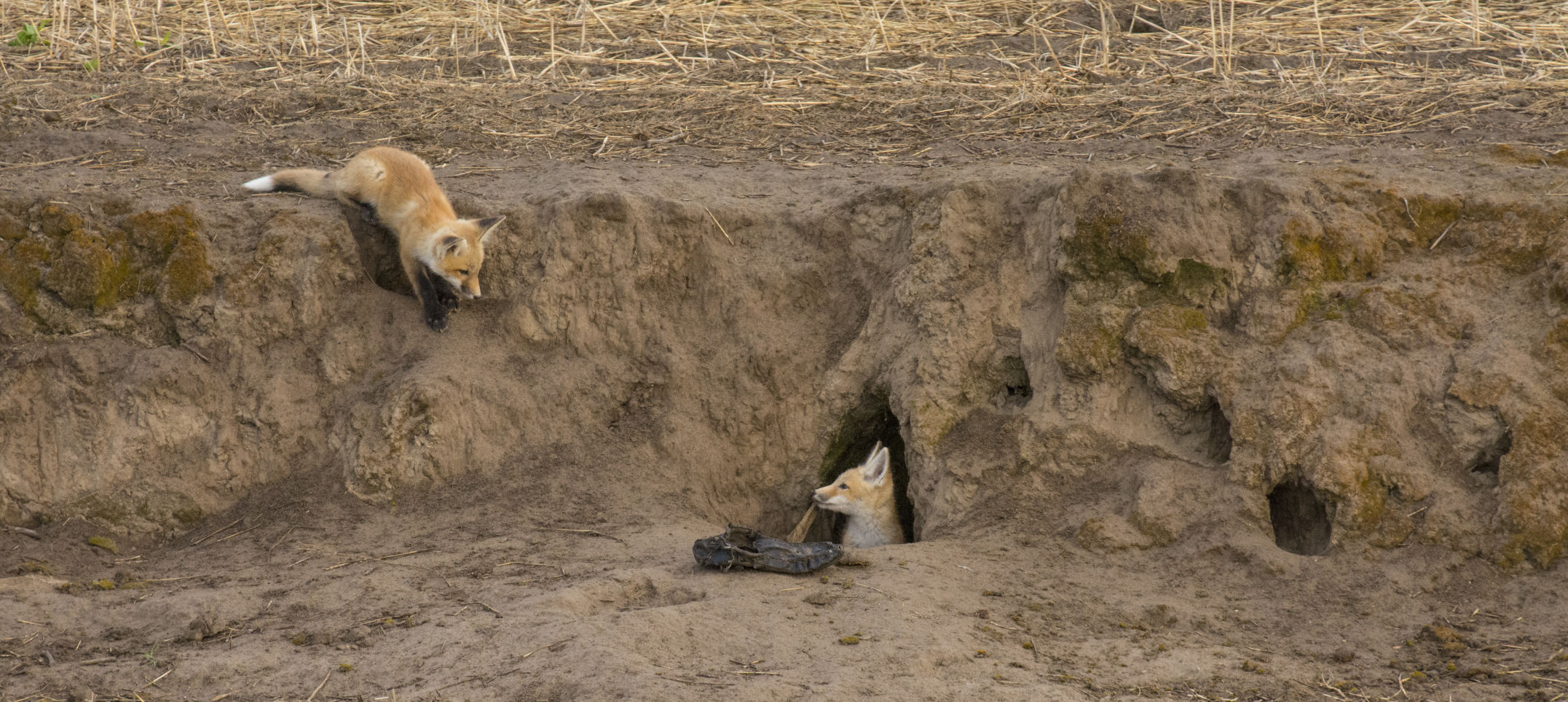 200519_wub_loc_babyfoxes.GL_0187.jpg